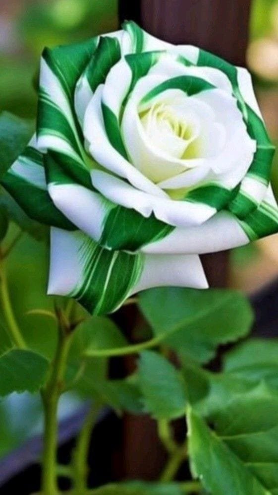 SammytottiO's tweet photo. Nigeria my home, my sweet home. What have those mean and unpatriotic kids of yours done to you? Oh polygamy, why have you done this to my great mother? https://t.co/MoT1GseftX