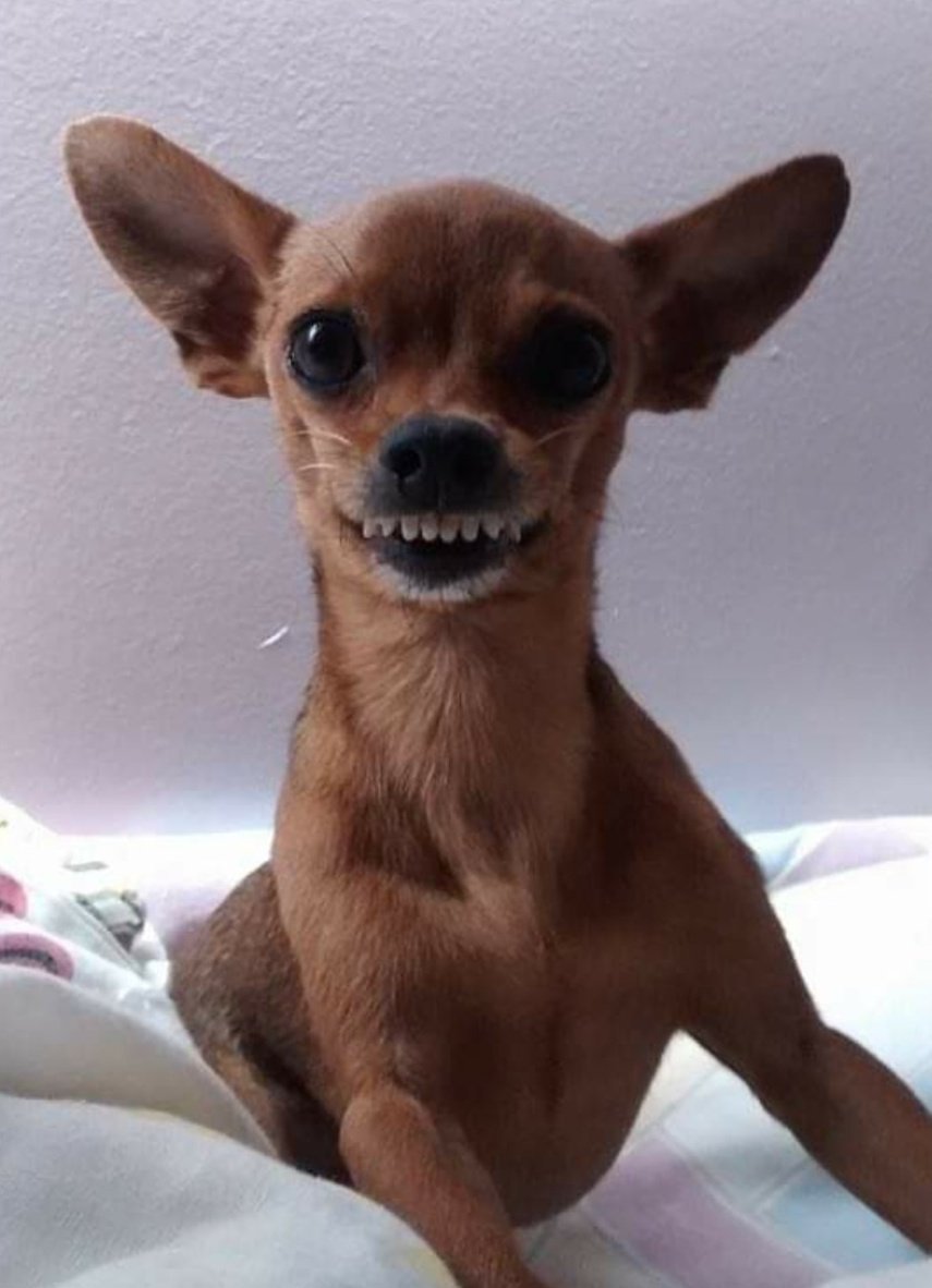 sulimag's tweet photo. @insectogay eu tinha um bebê que além de posar para a 3x4, ainda sorria para a foto kkkk https://t.co/16yyuj6XqQ
