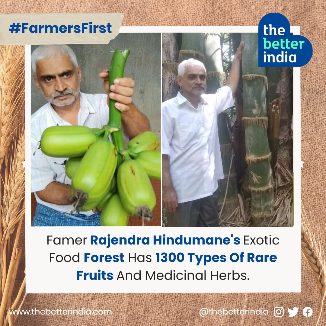 55-year-old Rajendra Hindumane from Karnataka has an astonishing array of 1,300 plants on his farm, which he calls his “fruit lover paradise”. 

#Indianfarmers #passion #agriculture #Farmersfirst #passion #TheBetterIndia #Karnataka #plantlover #inspiration