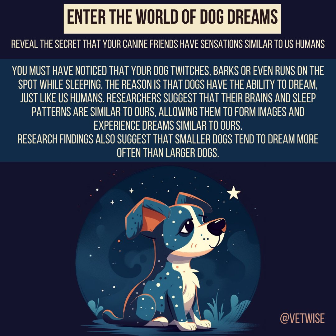 Enter the world of dog dreams!
Reveal the secret that your canine friends have sensations similar to us humans

#dreams #dogs #friends #humans #veterinary #vetwise #education