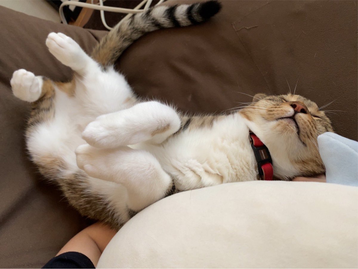 sinseisaint's tweet image. 返事するきなこ
＃今日のきなこ