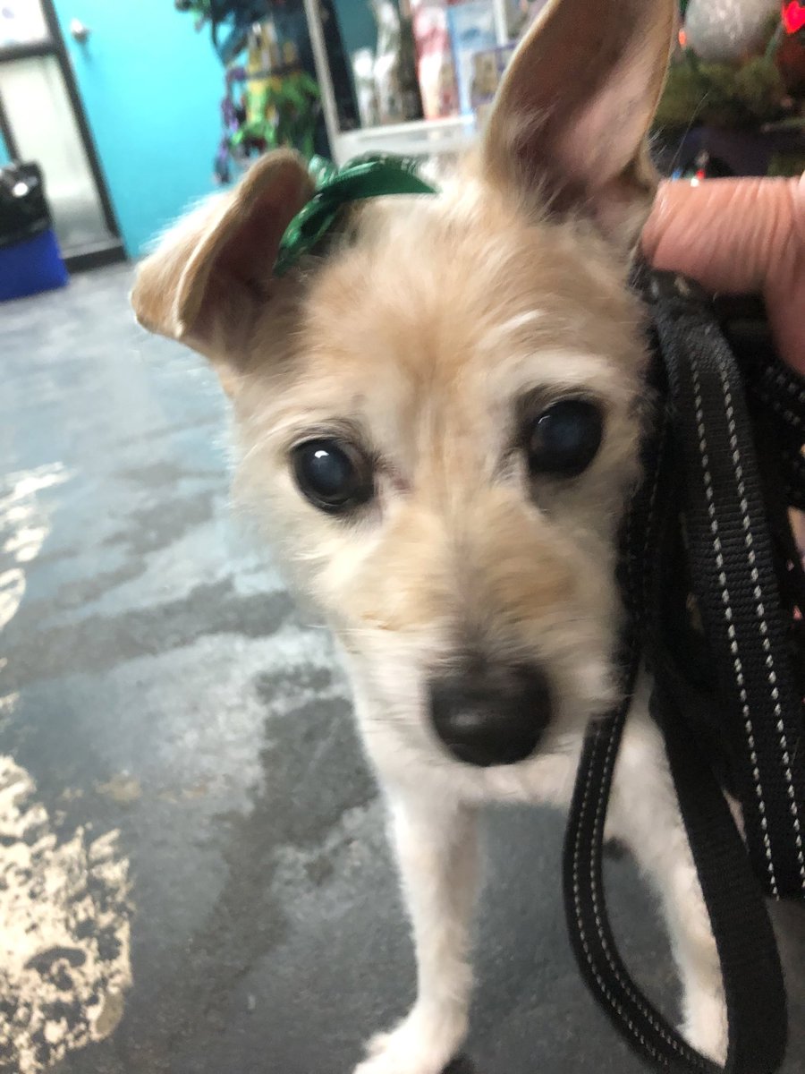 inducedcoma's tweet image. I miss my derpy dog.