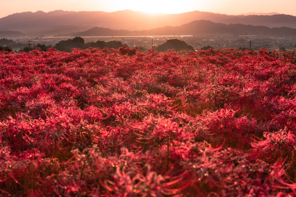 奈良県には最強に美しい彼岸花の絨毯がある