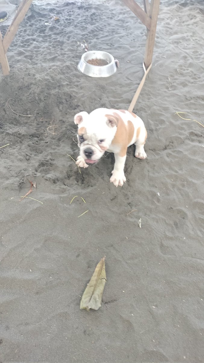 superfanmom's tweet image. #furbabies
#sundayout