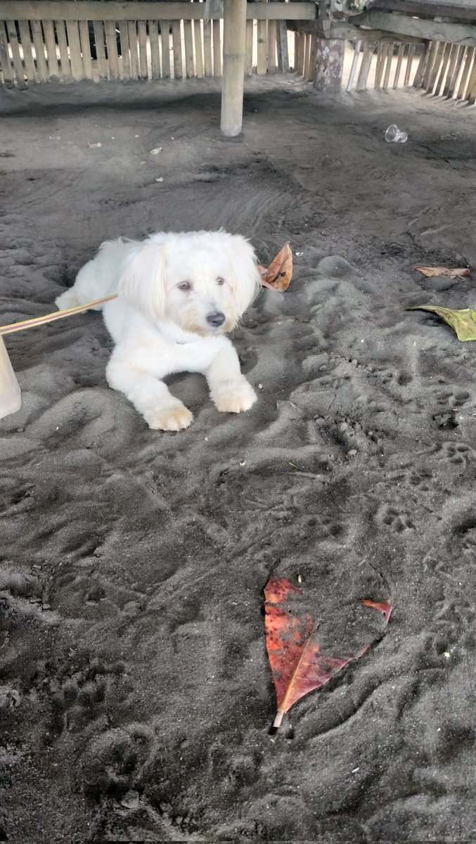 superfanmom's tweet image. #furbabies
#sundayout