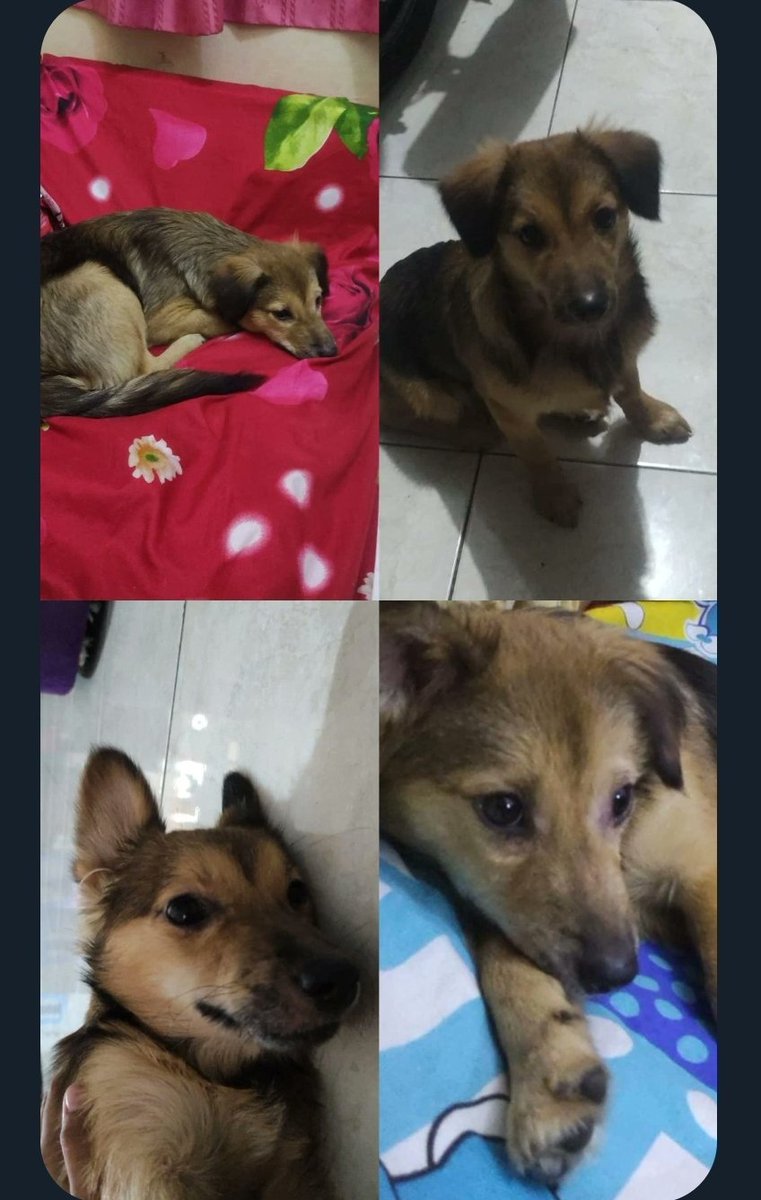 💚 CW // ANJING HILANG

Notice sender please 🙏🏼🙏🏼 (titipan)