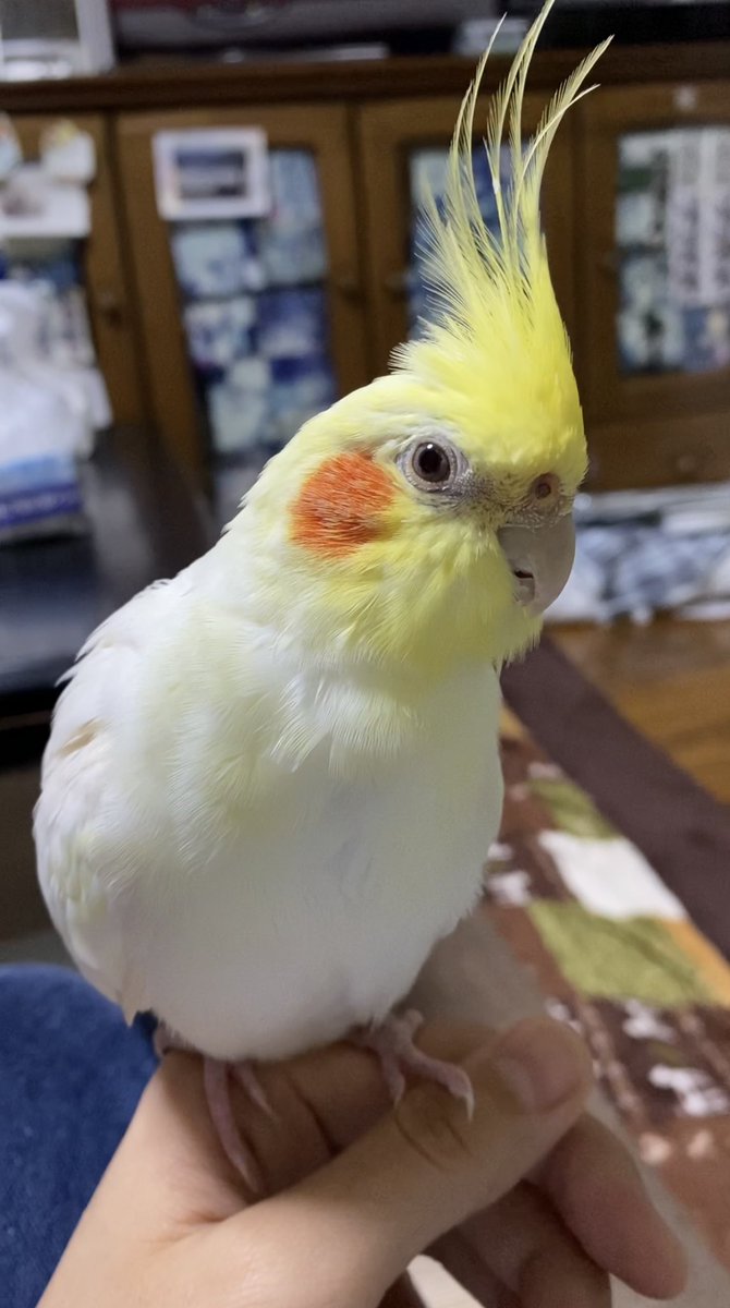 akkkk_1t's tweet photo. #拡散希望
#インコ捜索
#インコ保護

大切な家族のオカメインコのまるちゃんが、7/30(日)7:00ごろ栃木県真岡市熊倉町の自宅から外へと飛び出し、行方不明になりました。

頬が紅、身体は白、頭はレモン色です。オウムの仲間なので、インコと比較しても身体は少し大きめです(手乗り動画参照)。
↓ https://t.co/iMY5TLYieh