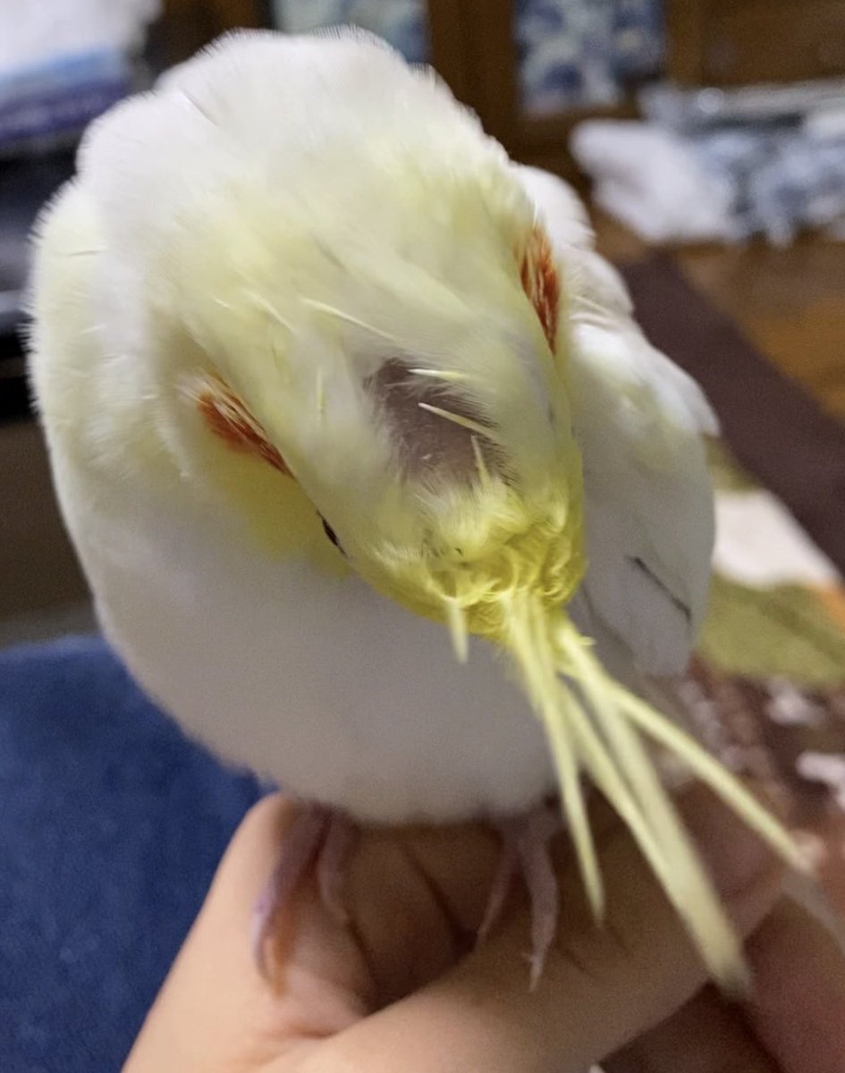 akkkk_1t's tweet photo. #拡散希望
#インコ捜索
#インコ保護

大切な家族のオカメインコのまるちゃんが、7/30(日)7:00ごろ栃木県真岡市熊倉町の自宅から外へと飛び出し、行方不明になりました。

頬が紅、身体は白、頭はレモン色です。オウムの仲間なので、インコと比較しても身体は少し大きめです(手乗り動画参照)。
↓ https://t.co/iMY5TLYieh
