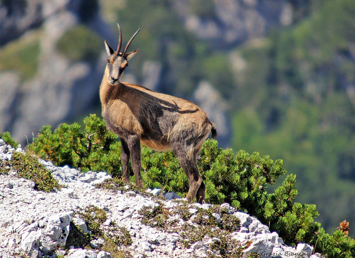 WikiAvezzano's tweet photo. 100 anni del parco nazionale d'#Abruzzo #Lazio e #Molise: ecco la Val di Rose, una delle aree più note e "regno" del camoscio. Fino al 10 settembre il flusso turistico è regolamentato > info: sito PNALM. #Wikipedia #Avezzano &amp; #Marsica ph: Grazia Bianchi https://t.co/MtY8Oy3BUK https://t.co/ky0IqjQ5jF