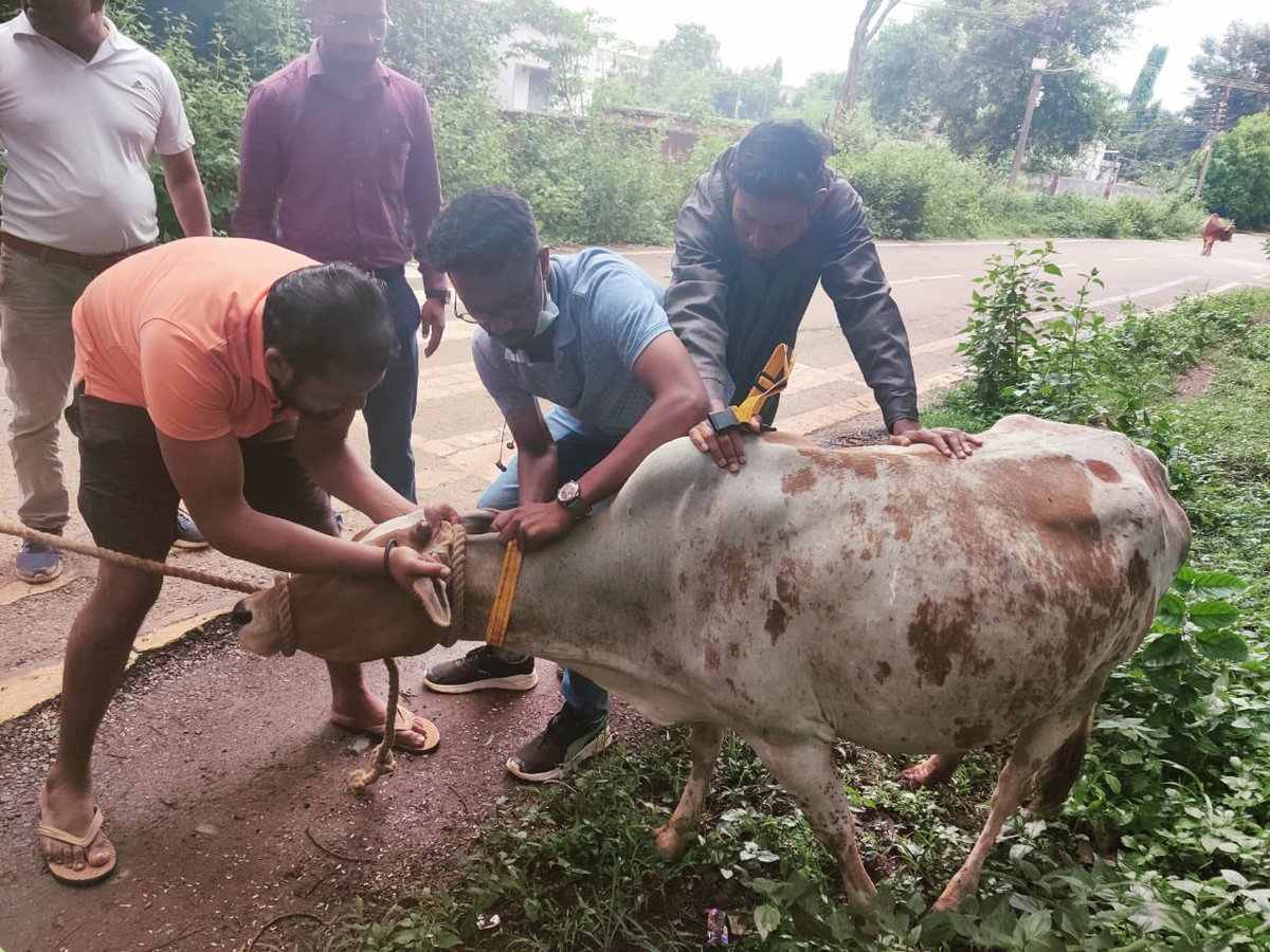 IASTripathiCG's tweet photo. #StrayCattles #JagdalpurChowks #NH30 #SH #JointActivity #ULBVeterinary #Tagging #RefectiveBelts #INAPH @ChhattisgarhCMO @RChoubeyCG @KPSingh_IAS https://t.co/GZPYN8OSYe