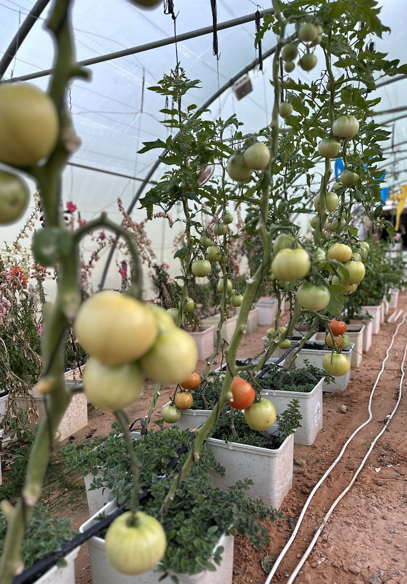 صبحكم الله بالرضا والنعيم✋

في هذا الصباح الجميل..خذوا لكم جولة سريعة على مزرعتنا 🤩👇🏻

#الرياض #الزراعة_المائية