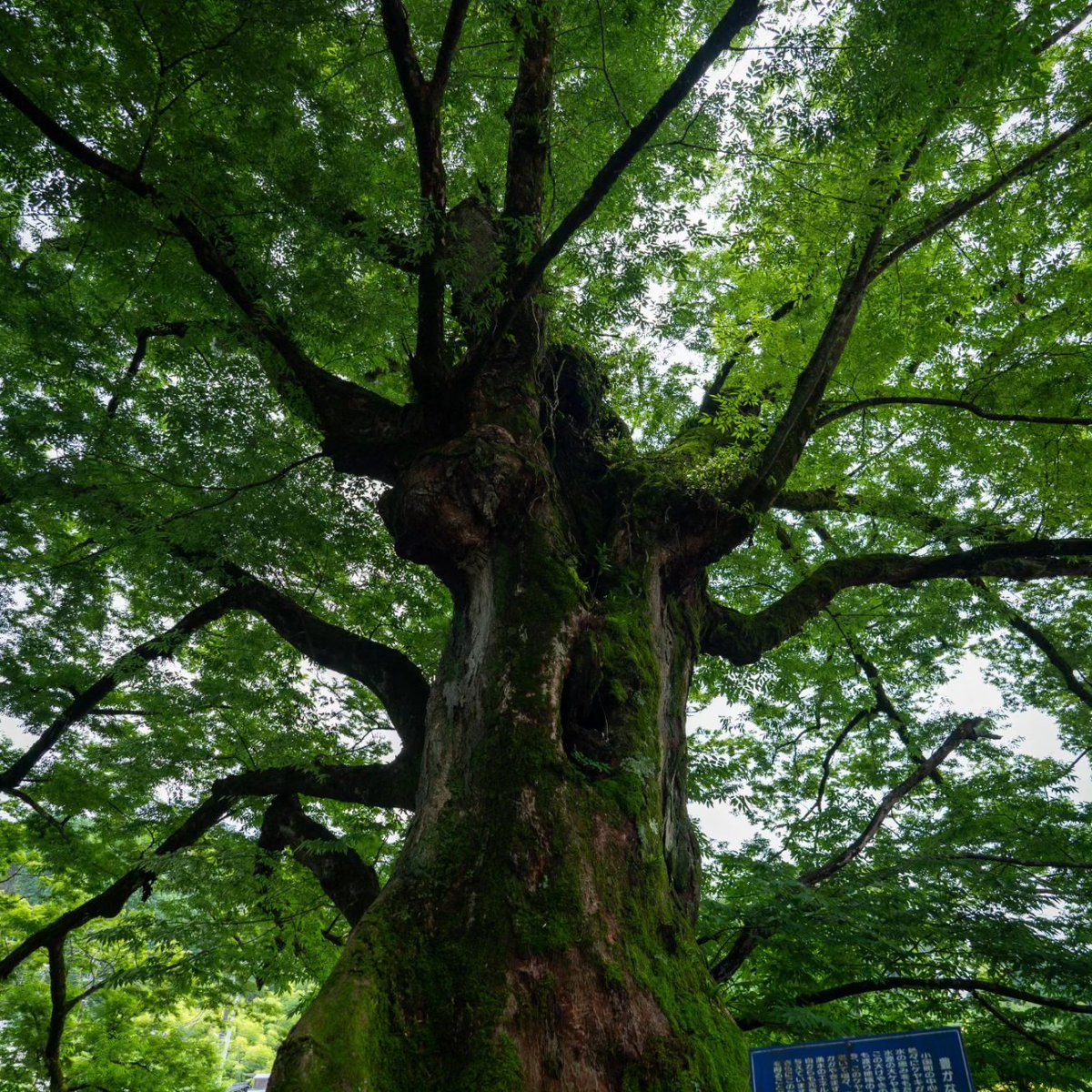 AGDICE1's tweet photo. Hidden gem in Japan.
You can walk behind Nabegataki Falls at Minamioguni, Kumamoto, Japan. Pics taken in June. 

6月初頭に行きました。違う季節に、また南小国にある鍋ヶ滝行きたくなりました。

#nabegataki #鍋ヶ滝 #japan #kumamoto #熊本 #waterfall #oguni #小国 #aso #阿蘇 https://t.co/EvEfugeqXh