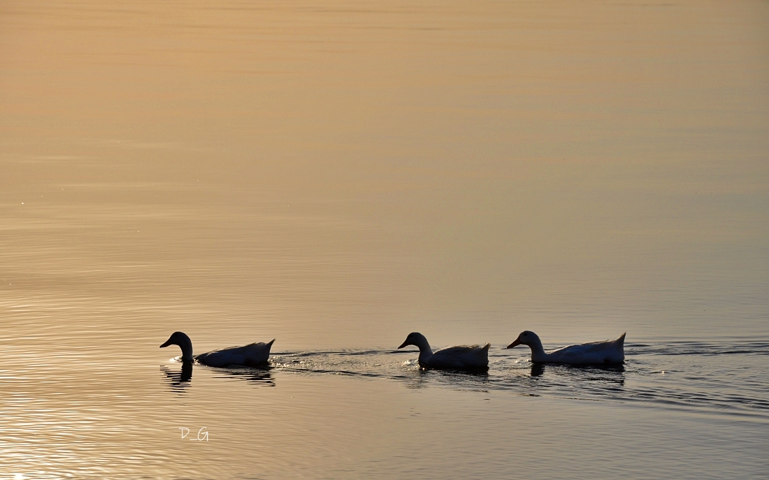 #silluette #duck #ducks #ducksofinstagram #birds  #nature #naturephotography #naturelovers #naturephoto #naturephotographer #morning #photo #photography #photographer #photograph #photographylovers #nikon #nikonphotography #nikonphoto