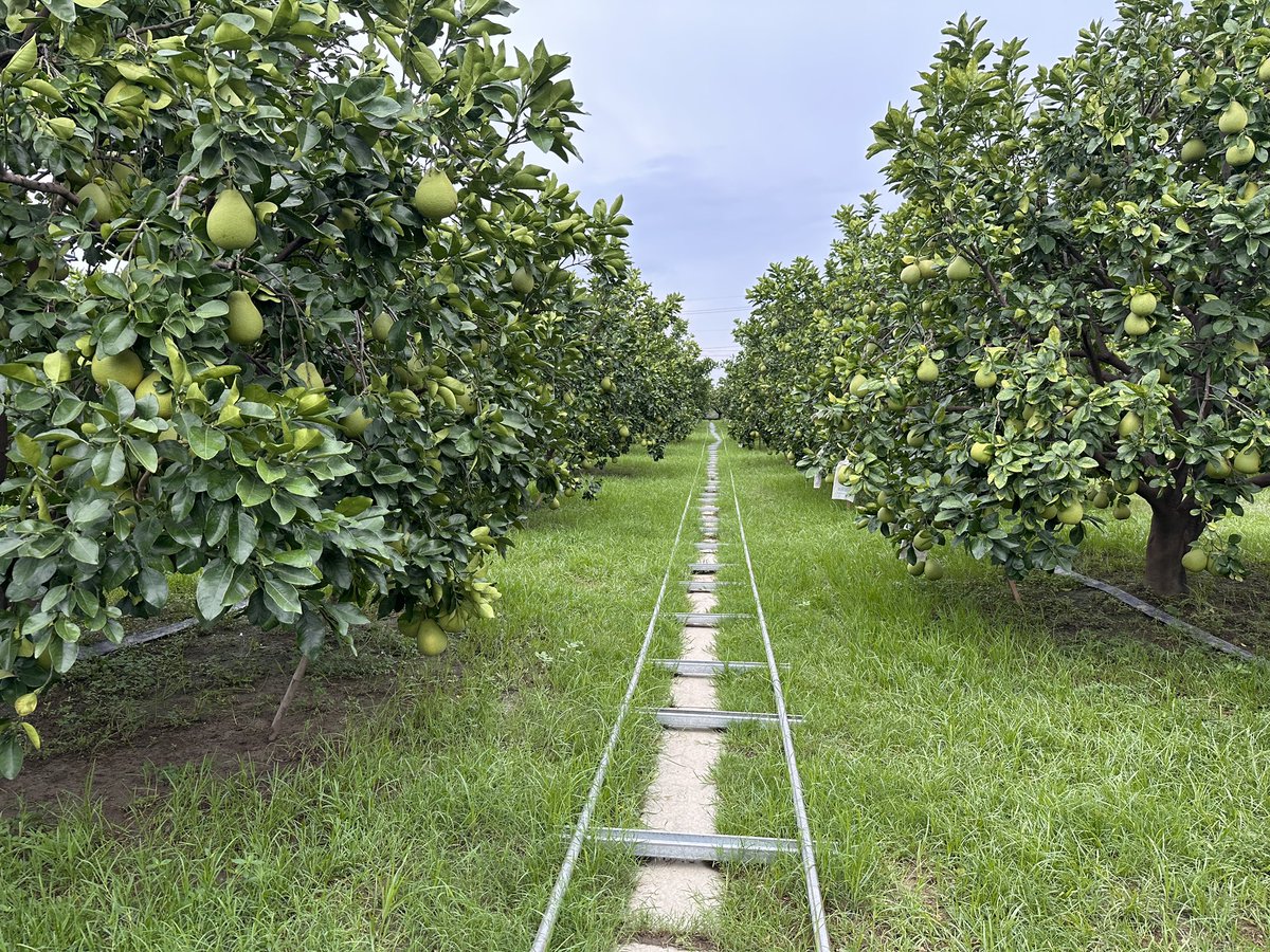 ChangLanyen's tweet photo. Another year of Pumelo judge starts!
Part 1: Orchard evaluation. 72 orchards in total.
A quick peak for the beautiful garden-like orchard 🥰 https://t.co/RzuFIZqBkm