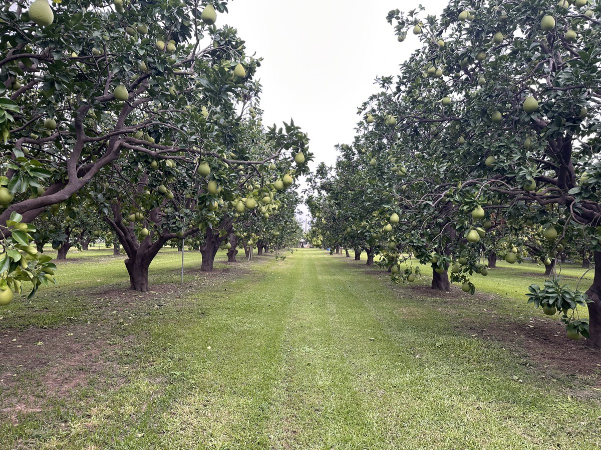 ChangLanyen's tweet photo. Another year of Pumelo judge starts!
Part 1: Orchard evaluation. 72 orchards in total.
A quick peak for the beautiful garden-like orchard 🥰 https://t.co/RzuFIZqBkm