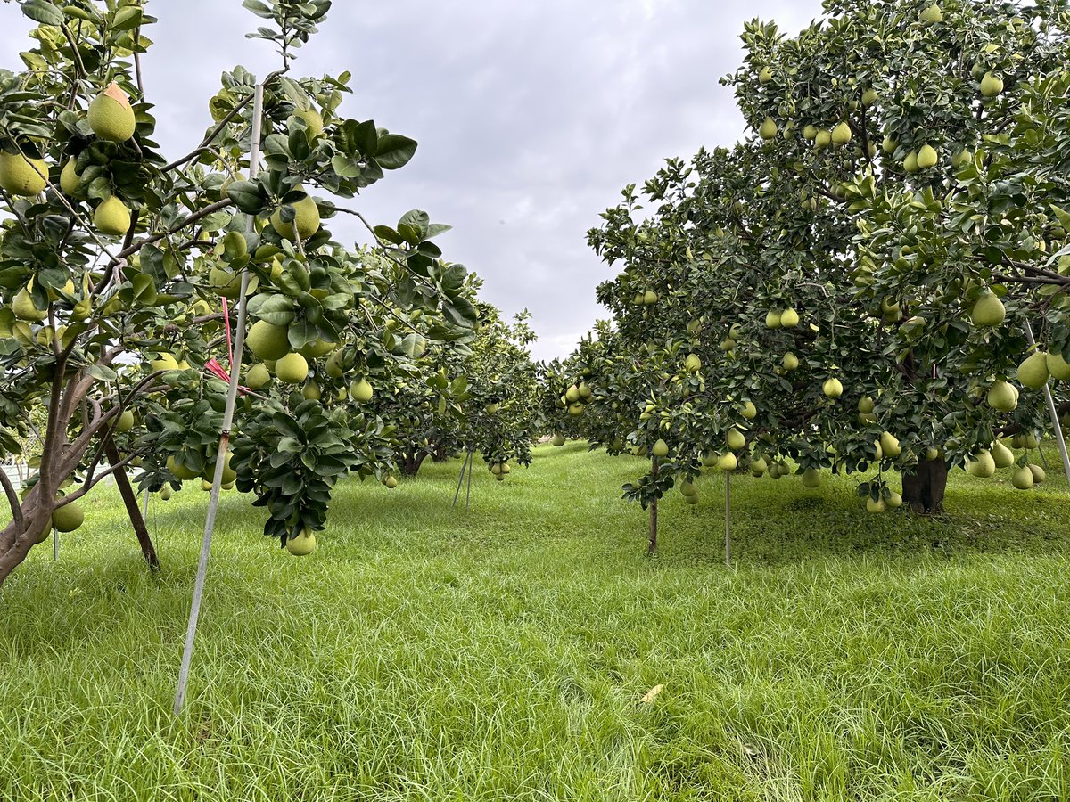 ChangLanyen's tweet photo. Another year of Pumelo judge starts!
Part 1: Orchard evaluation. 72 orchards in total.
A quick peak for the beautiful garden-like orchard 🥰 https://t.co/RzuFIZqBkm