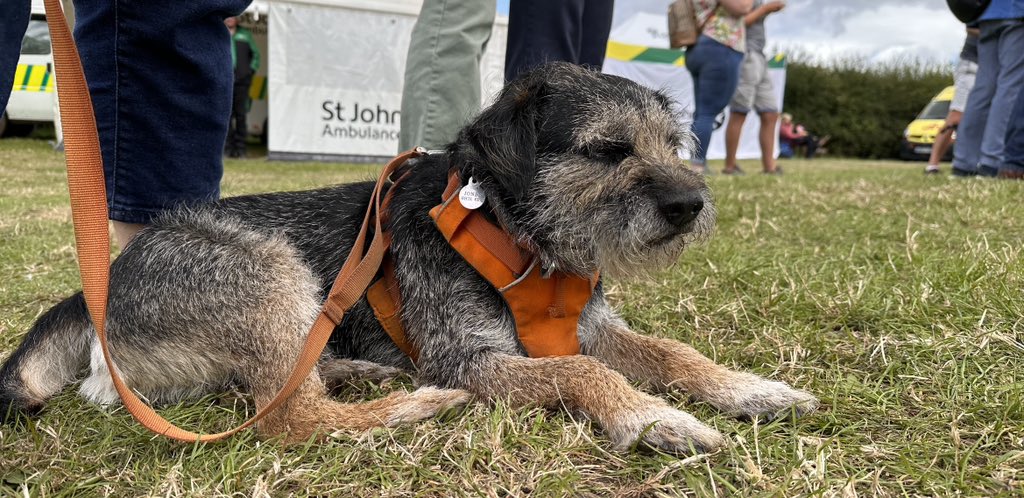 IoanBT's tweet photo. Watching the horses jumping at the #HeckingtonShow. I could do these jumps! Wake me up when there are BTs. 🐾 #BTPosse https://t.co/3UuOlTwqIi