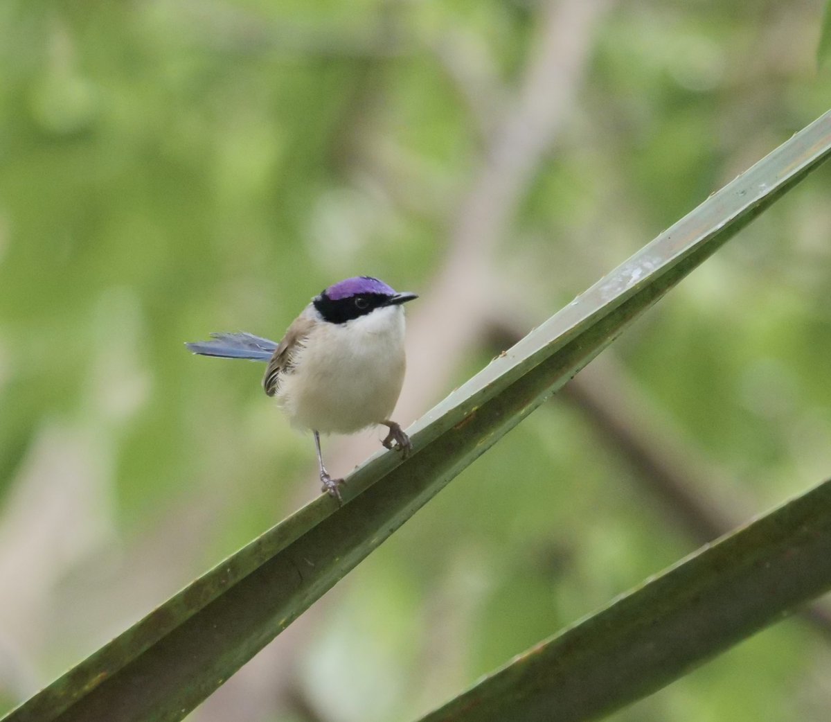 Always a great bird to see - a Purple-crowned Fairy-wren moving along the riparian vegetation of the Gregory River in north west Queensland. Nice!