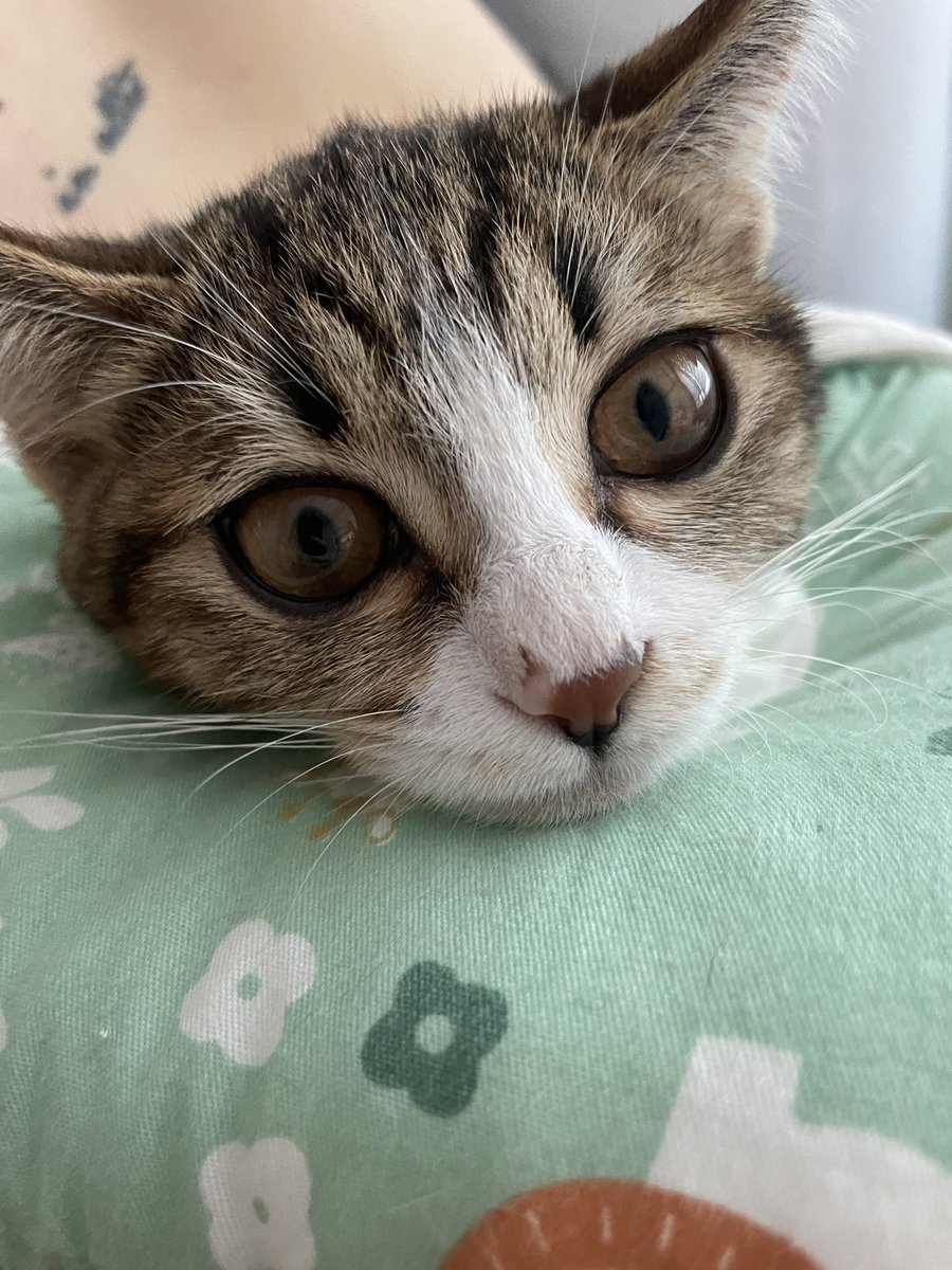 숭늉이는 열심히
회복중입니다 임보해서 좋은곳으로 보낼예정입니다 도와주세요🥹🙏🏻 #고양이 #아기고양이 #고양이임보 #고양이입양