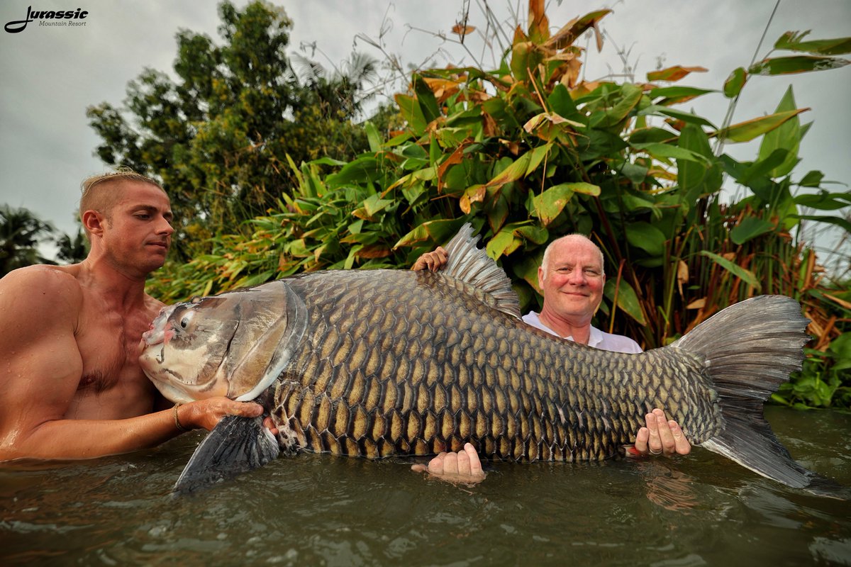 FishJurassic's tweet photo. Every day would be better if it began with a big carp!
https://t.co/lhDzXTxgPA
enquiries@jurassicfishingthailand.com
#JurassicMountainFishingPark #Fish #Carp #BigCarp #GiantSiameseCarp #CatlocarpioSiamensis #Fishing #Angling #CarpAngling #PredatorAngling #AnglingAdventure https://t.co/sCxyFCmU9t