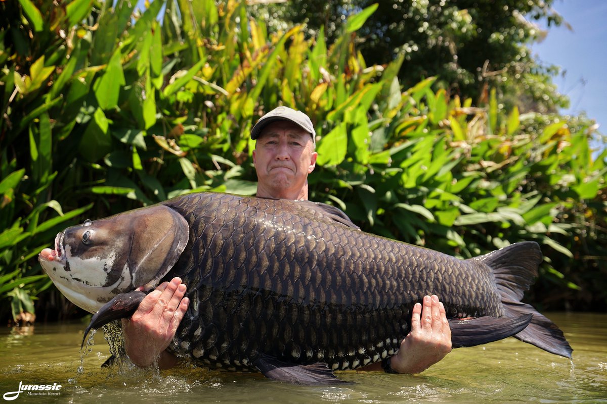 FishJurassic's tweet photo. Every day would be better if it began with a big carp!
https://t.co/lhDzXTxgPA
enquiries@jurassicfishingthailand.com
#JurassicMountainFishingPark #Fish #Carp #BigCarp #GiantSiameseCarp #CatlocarpioSiamensis #Fishing #Angling #CarpAngling #PredatorAngling #AnglingAdventure https://t.co/sCxyFCmU9t