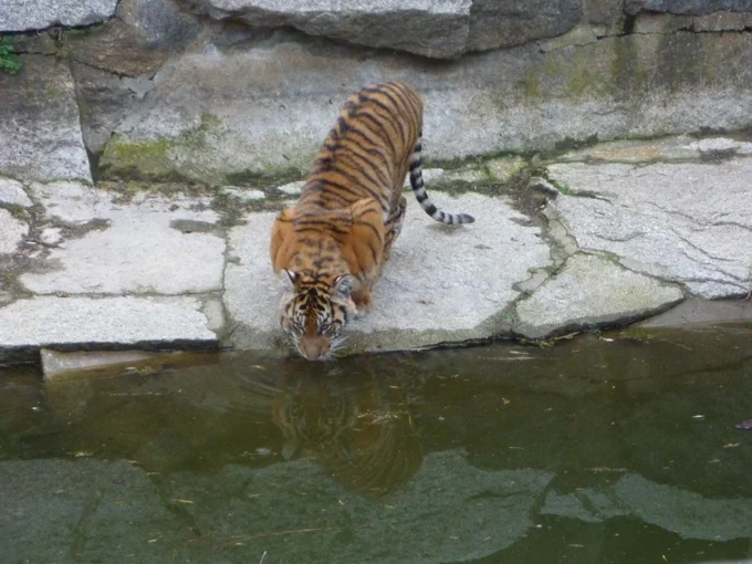 One of the little tigers drinking water... and possibly staring at her reflection.