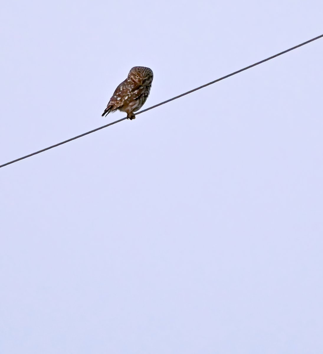 Little Owl.... they're tiny, but fierce! 😁😍🦉