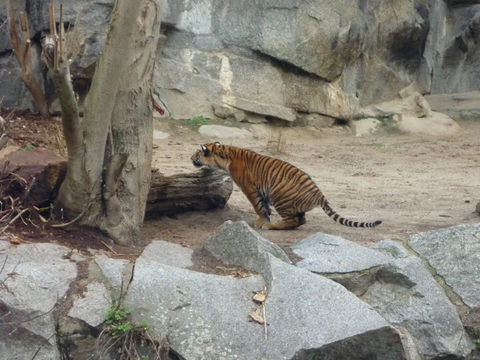 One of the little tigers, hidden behind a log, preparing to pounce. The target is probably her dad or her sister.