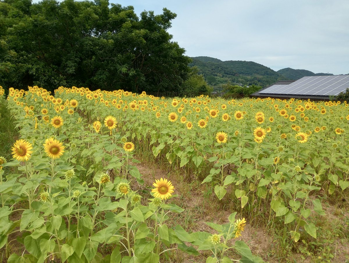 xstfd359's tweet photo. 家の上の畑に種まきしてたひまわりがようやく咲き始めました🎵

まだまだ満開ではありませんが、入口に「ひまわりご自由にお取りください」と看板をつけましたので、皆さんご自由にお取りください笑

(切花用のひまわりじゃなく緑肥用のひまわりなので、あまり長持ちはしないみたいです😓) https://t.co/mq1AU39wB2
