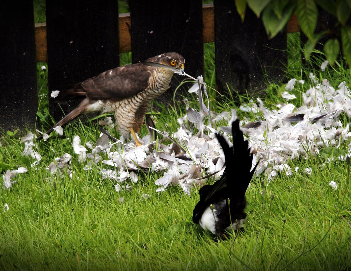 tugela1's tweet photo. Woke up to this sparrowkawk devouring a ring necked dove.  And a stark warning for the Magpie!! #sparrowhawk #bbcnews #bbcscotland #sundaybreakfast https://t.co/eBjE8rPqnV