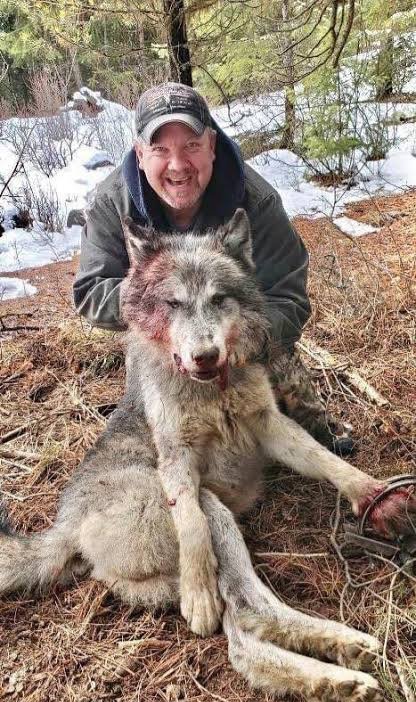 AyshahAwan's tweet photo. "The wolf never kills for fun, which is probably one of the main differences distinguishing him from man." Farley Mowat 
#SaveWolves #StandForWolves #ProtectWolves #BanHunting 
#BanTrophyHunting #BanTrapping 
#protectOurWolves #StopAnimalCruelty https://t.co/Uav1rjDoNk
