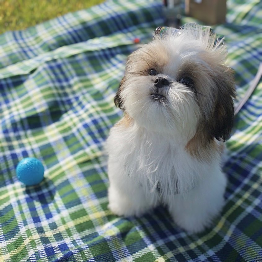 この子が7年後の今、どんなシーズーになったのかはプロフィールで見て