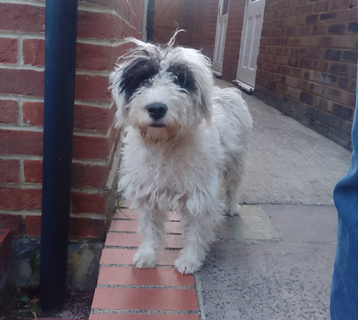 Please retweet to HELP FIND THE OWNER OF THIS STRAY DOG FOUND #ESHER #ELMBRIDGE #LONDON #SURREY 
Small Crossbreed aged 1-2. No microchip, female. Now in a council pound, she could be missing/stolen from another region. Please share widely🌟

DETAILS
lostdogsuk.co.uk/lost-dogs/
#dogs