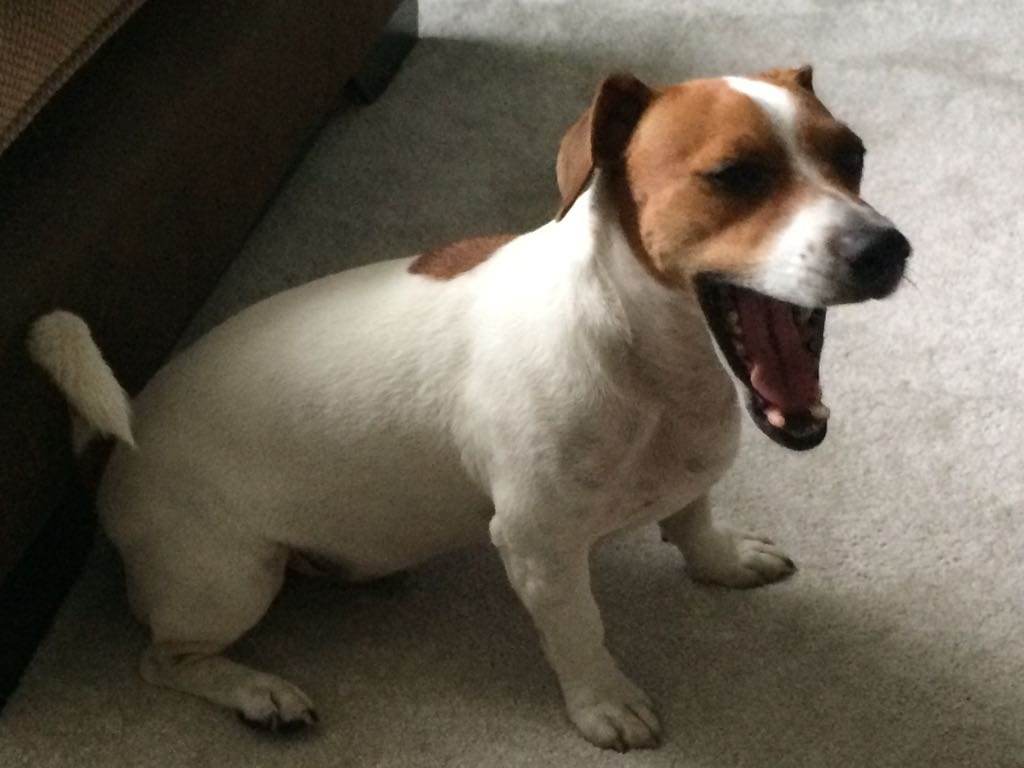 PaulieFox2's tweet photo. PLEASE HELP BRING ALFIE HOME.

Alfie has been missing from Chester-le-Street, Durham since October 2022. His family are lost without him.

He has a Facebook page: 
'Help find missing Alfie chester-le-street'.

PLEASE LOOK OUT FOR ALFIE &amp; HELP TO BRING HIM HOME. https://t.co/9aO5WSgHRC
