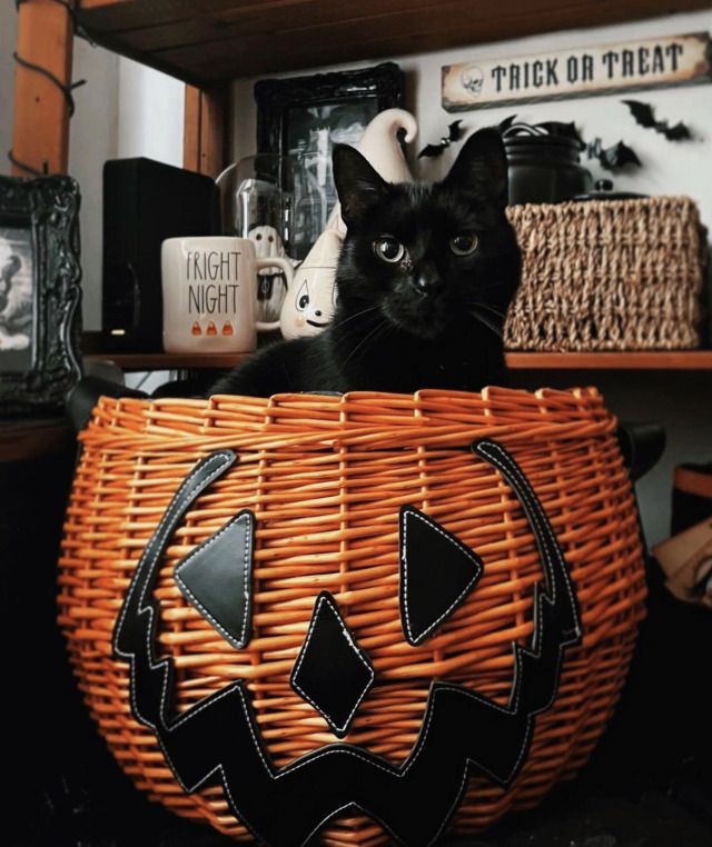 thespookygirll's tweet image. 93 days till halloween 🐈‍⬛🎃
