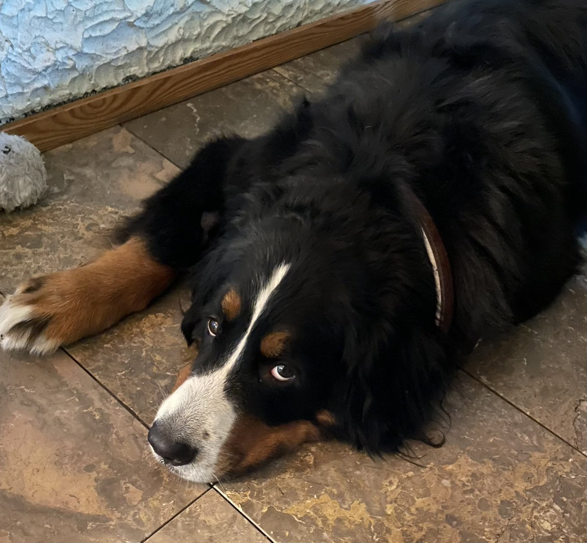 Meidän leikkauksesta toipuva Liisa Marjatta kotiutuneena♥️