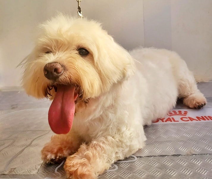 #VALENCIA
Nos piden ayuda para encontrar un nuevo hogar a #CHAPPY de 10 añitos, con una historia muy triste: 

Su mamá falleció y el pobre pasó varios días junto a su cadaver... Inimaginable 😞

Bueno y cariñoso, parece está aún un poco en shock y con miedo de volver a perder a