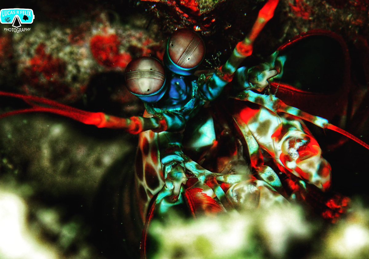 ichthyofelix18's tweet photo. Crustacean Sunday! feat. porcelain anemone crab (Neopetrolisthes maculatus) and 
peacock mantis shrimp (Odontodactylus scyllarus)

#crustaceans #crab #mantisshrimp #marineinvertebrates #Diversity #NaturePhotography #Macro #reefcreatures #nature #sealife #underwaterphotography https://t.co/onXVV4lDYD