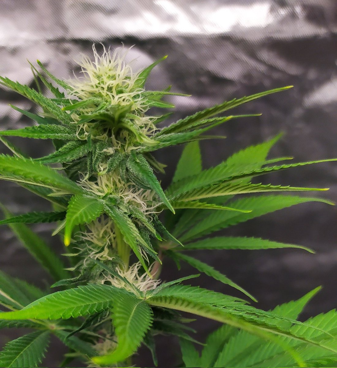 StephandjoG's tweet photo. Watermelon Candy from @Zamnesia_ 
End of the third week of flowering.
Already some nice buds 👍 https://t.co/J8aALGFyPn