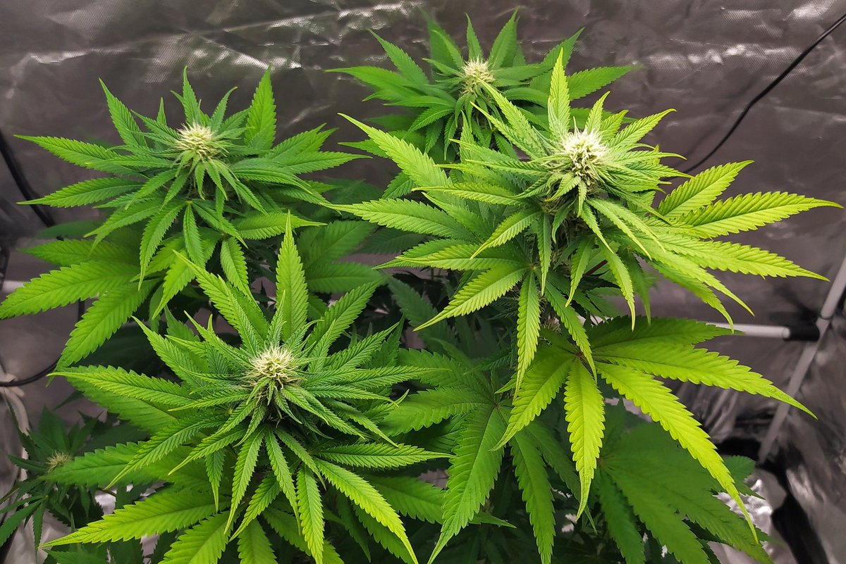 StephandjoG's tweet photo. Watermelon Candy from @Zamnesia_ 
End of the third week of flowering.
Already some nice buds 👍 https://t.co/J8aALGFyPn