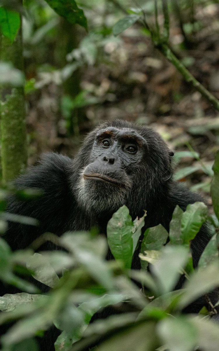 exclusive_uga's tweet photo. Explore Uganda with us 
Contact us today for special offers 

Exclusive Uganda Safaris 
https://t.co/ctP8xYLSVN 
info@exclusiveugandasafaris.com 
WhatsApp +256774618717 | +256782250619 https://t.co/XRcJN4XqoH