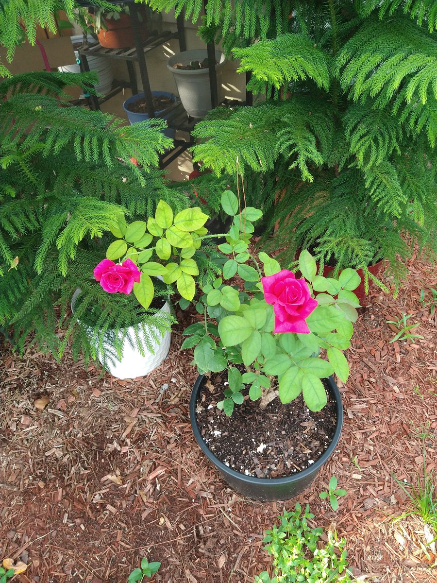 Just a little beauty from my happy place