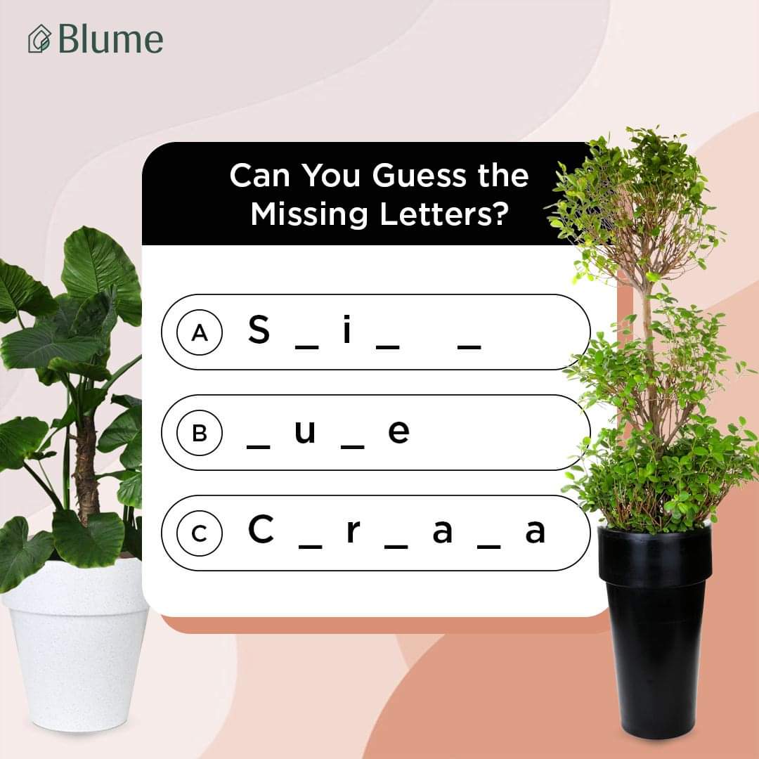 Hint: They are your favorite planters 😉😉

Can you guess the name of the planters???

Let us know in the comment box.

#Blumeplanters #quiz #quiztime #quizzes #commentdown #nametheplanters #IndianPlants #IndianPlantParent #IndoorPlants #IndoorPlantStyling #PlantsMakeMeHappy