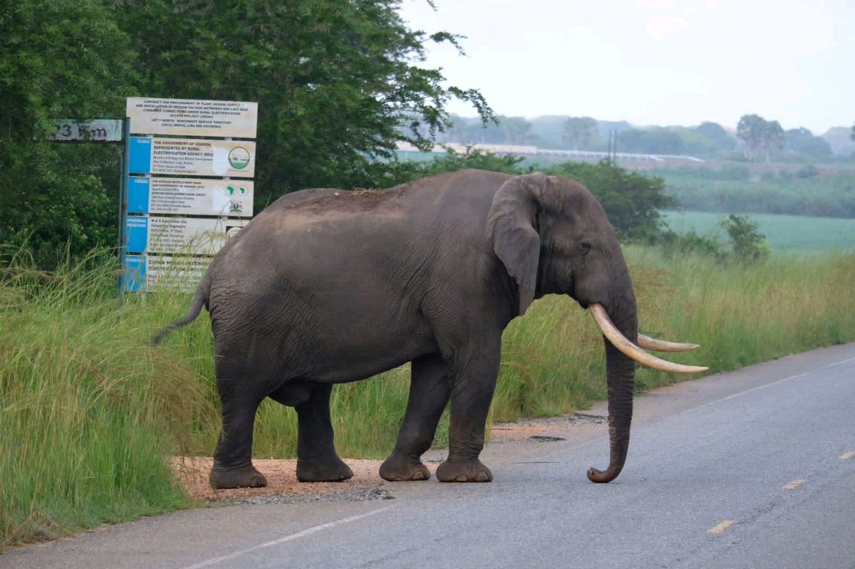 WildfriendsUG's tweet image. #ExploreUganda with us. Whether it’s a thrilling #gamedrive, enthralling #gorillatracking encounter or watching a #shoebill on the marshes of #Uganda, #lion hunt down its prey, #gamewalk in the morning or evening with experienced guide
#PearlofAfrica #wildlifesafari #luxurysafari
