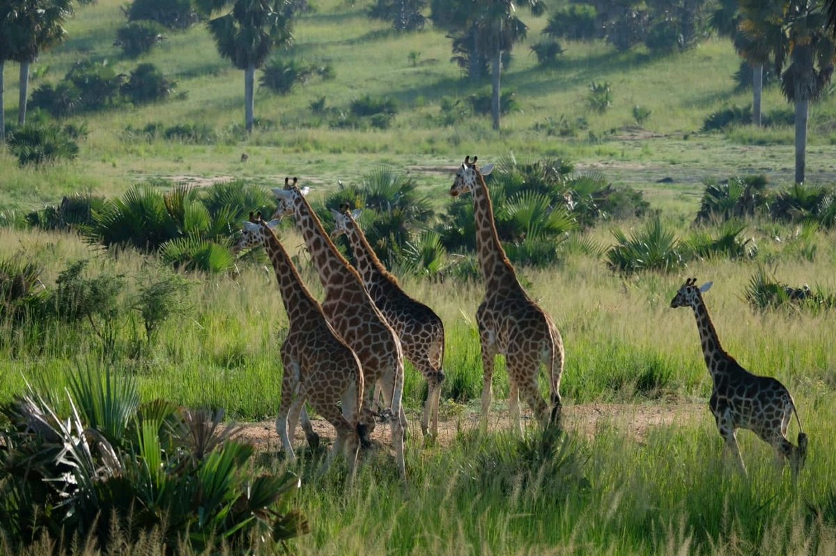 WildfriendsUG's tweet image. #ExploreUganda with us. Whether it’s a thrilling #gamedrive, enthralling #gorillatracking encounter or watching a #shoebill on the marshes of #Uganda, #lion hunt down its prey, #gamewalk in the morning or evening with experienced guide
#PearlofAfrica #wildlifesafari #luxurysafari