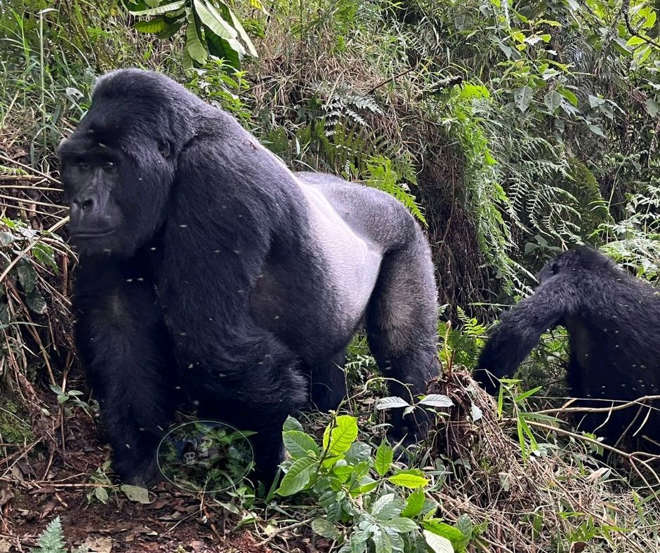 WildfriendsUG's tweet image. #ExploreUganda with us. Whether it’s a thrilling #gamedrive, enthralling #gorillatracking encounter or watching a #shoebill on the marshes of #Uganda, #lion hunt down its prey, #gamewalk in the morning or evening with experienced guide
#PearlofAfrica #wildlifesafari #luxurysafari
