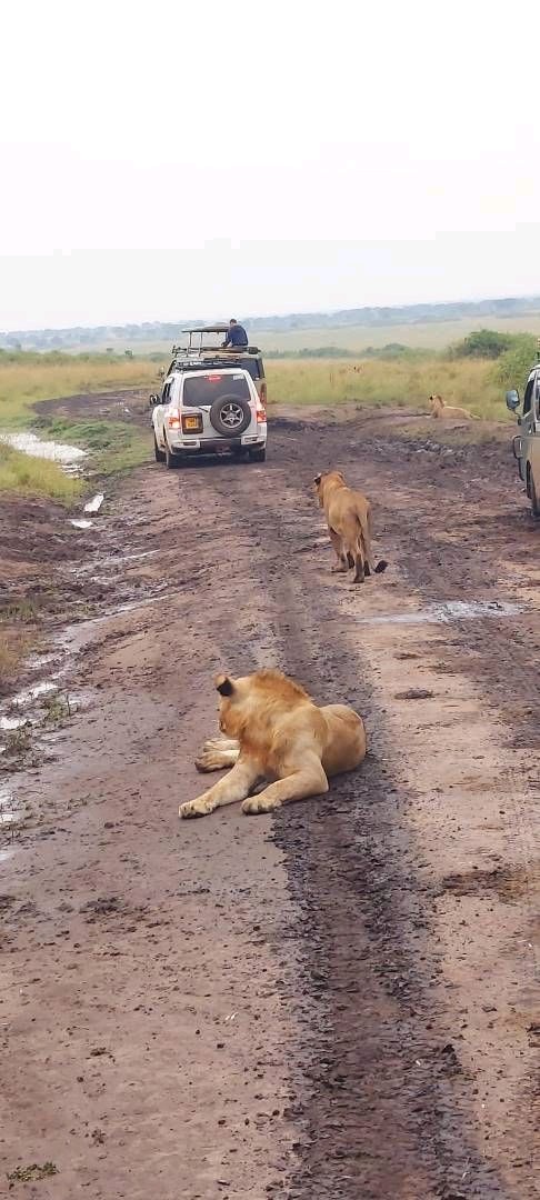 WildfriendsUG's tweet image. #ExploreUganda with us. Whether it’s a thrilling #gamedrive, enthralling #gorillatracking encounter or watching a #shoebill on the marshes of #Uganda, #lion hunt down its prey, #gamewalk in the morning or evening with experienced guide
#PearlofAfrica #wildlifesafari #luxurysafari