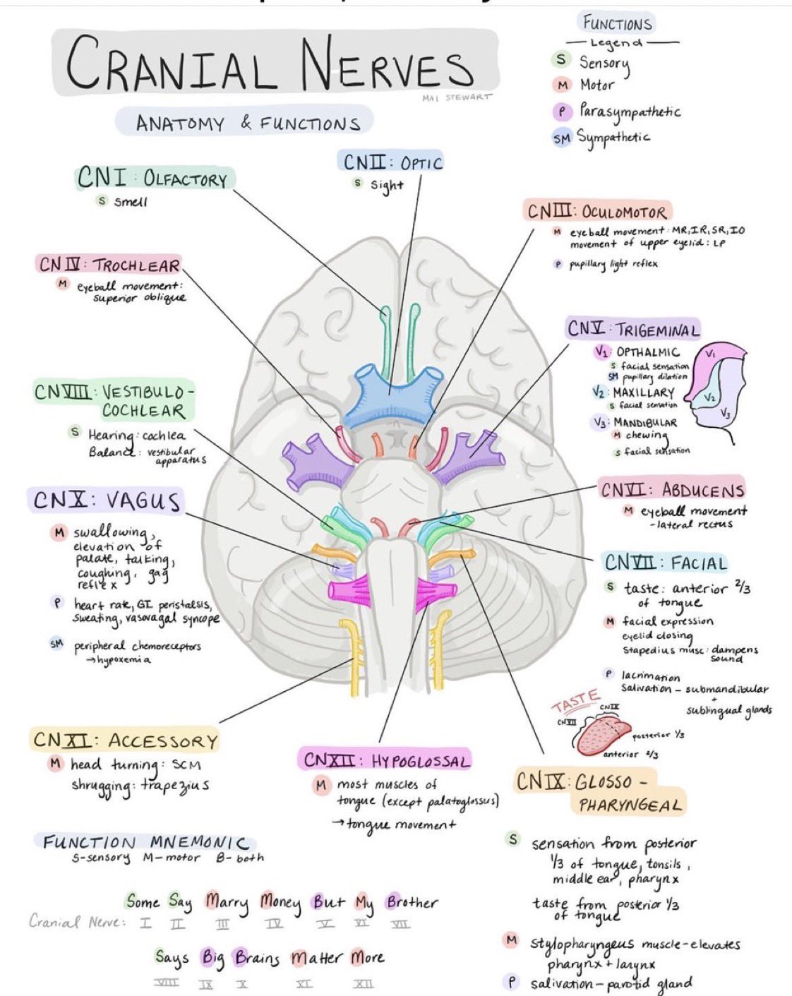 Cranial Nerves And Functions Chart