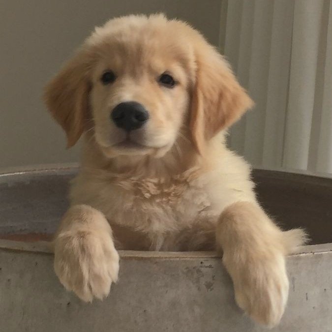 NOIRE °
sns update ⌒ ✧
sunday ／ 073023

— the chilly weather has me craving for warm cinnamon rolls, so i decided to make some! (with the help of my trusty partner, sib.)

also been so hooked on gossip girl lately, i've been so obsessed with the glam and aesthetics ☆