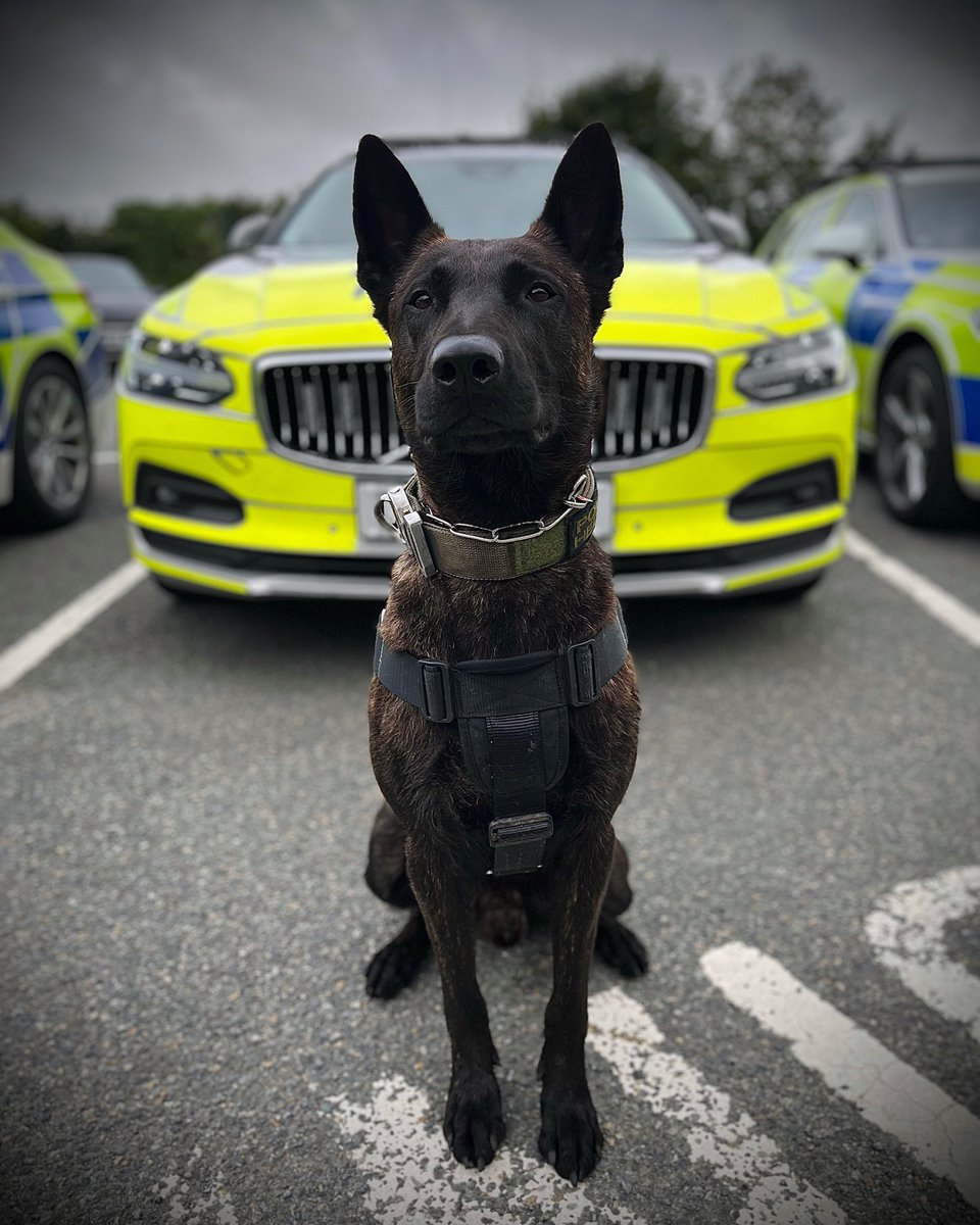 ChNWPoliceDogs's tweet photo. PD Kratos’ services were called upon to assist @NWPNorthFlint following a serious assault. With one of the suspects already wanted for breaching an order and not too keen to hang about, PD Kratos made his aquaintance leading to them quickly giving up #TwoInCustody PDKratos 🐾 https://t.co/TavaLnLu3a
